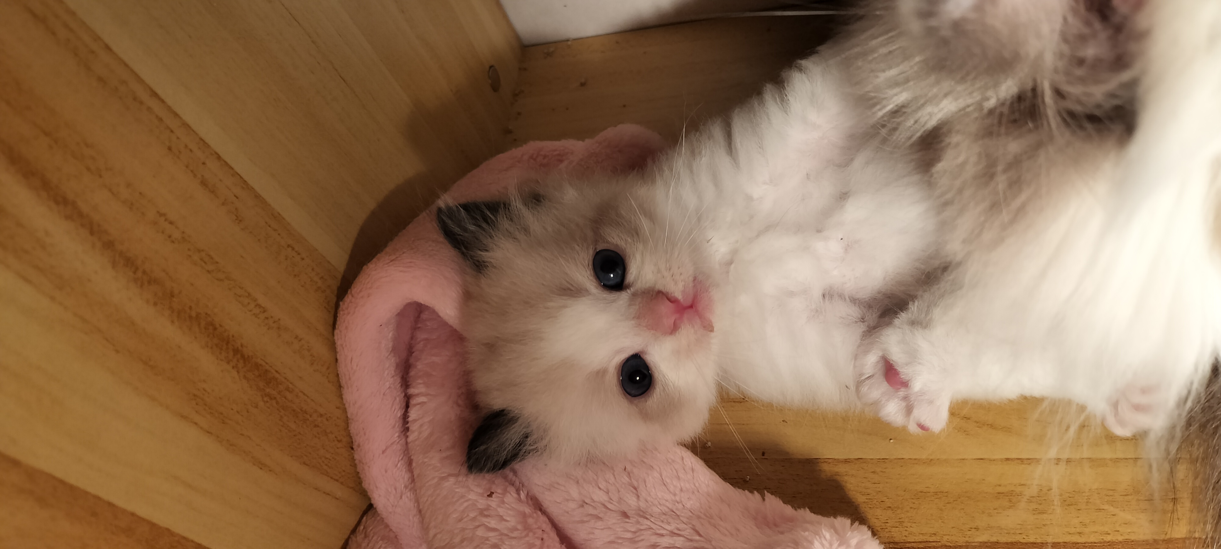 传统布偶猫/新脸布偶猫/繁育级布偶猫